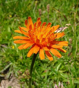 Crepis aurea (Asteraceae)  - Crépide dorée - Golden Hawk's-beard Savoie [France] 28/07/2002 - 2020m