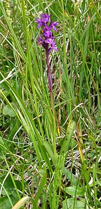 Dactylorhiza traunsteineri (Orchidaceae)  - Dactylorhize de Traunsteiner, Orchis de Traunsteiner - Narrow-leaved Marsh-orchid Savoie [France] 28/07/2002 - 2020m