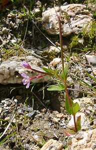 Epilobium montanum (Onagraceae)  - Épilobe des montagnes - Broad-leaved Willowherb  [France] 28/07/2002 - 2260m