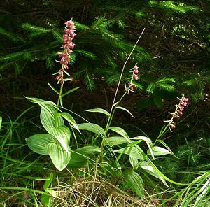 Epipactis atrorubens (Orchidaceae)  - Épipactide rouge sombre, Épipactis rouge sombre, Épipactis brun rouge, Épipactis pourpre noirâtre, Helléborine rouge - Dark-red Helleborine Ain [France] 25/07/2002 - 550m