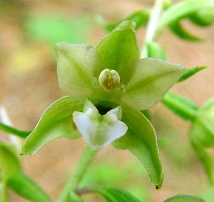 Epipactis helleborine (Orchidaceae)  - Épipactide helléborine, Épipactis à larges feuilles, Épipactis à feuilles larges, Elléborine à larges feuilles, Helléborine - Broad-leaved Helleborine Ain [France] 24/07/2002 - 1040m