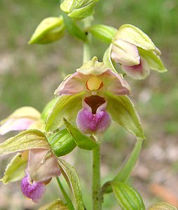 Epipactis helleborine (Orchidaceae)  - Épipactide helléborine, Épipactis à larges feuilles, Épipactis à feuilles larges, Elléborine à larges feuilles, Helléborine - Broad-leaved Helleborine Ain [France] 25/07/2002 - 550m