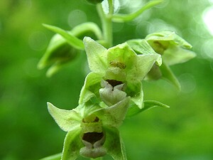 Epipactis leptochila subsp. leptochila (Orchidaceae)  - Épipactide à labelle étroit, Épipactis à labelle étroit Dinant [Belgique] 06/07/2002 - 290m