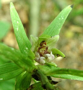 Epipactis leptochila subsp. leptochila (Orchidaceae)  - Épipactide à labelle étroit, Épipactis à labelle étroit Dinant [Belgique] 06/07/2002 - 290m