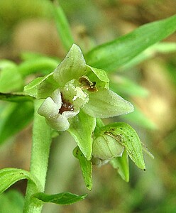 Epipactis leptochila subsp. leptochila (Orchidaceae)  - Épipactide à labelle étroit, Épipactis à labelle étroit Dinant [Belgique] 06/07/2002 - 290m