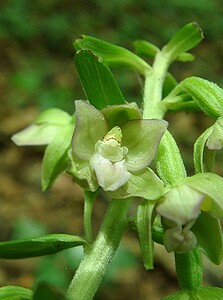 Epipactis leptochila subsp. leptochila (Orchidaceae)  - Épipactide à labelle étroit, Épipactis à labelle étroit Dinant [Belgique] 06/07/2002 - 270m