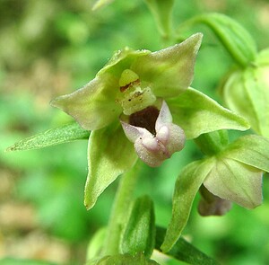 Epipactis leptochila subsp. leptochila (Orchidaceae)  - Épipactide à labelle étroit, Épipactis à labelle étroit Neufchateau [Belgique] 06/07/2002 - 270m