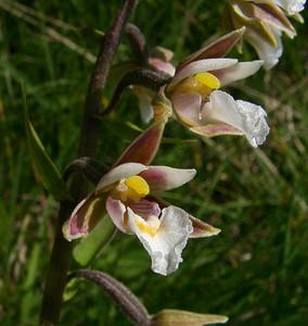 Epipactis palustris (Orchidaceae)  - Épipactis des marais - Marsh Helleborine Savoie [France] 30/07/2002 - 2390m