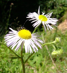 Erigeron annuus (Asteraceae)  - Érigéron annuel, Vergerette annuelle, Sténactide annuelle - Tall Fleabane Jura [France] 23/07/2002 - 770m