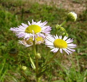 Erigeron annuus (Asteraceae)  - Érigéron annuel, Vergerette annuelle, Sténactide annuelle - Tall Fleabane Jura [France] 23/07/2002 - 770m