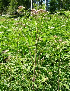 Eupatorium cannabinum (Asteraceae)  - Eupatoire chanvrine, Eupatoire à feuilles de chanvre, Chanvre d'eau - Hemp-agrimony Jura [France] 23/07/2002 - 770m