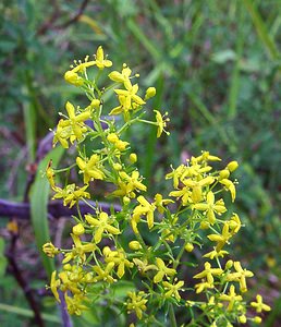Galium verum (Rubiaceae)  - Gaillet vrai, Gaillet jaune, Caille-lait jaune - Lady's Bedstraw Ain [France] 26/07/2002 - 550m