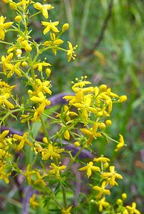 Galium verum (Rubiaceae)  - Gaillet vrai, Gaillet jaune, Caille-lait jaune - Lady's Bedstraw Ain [France] 26/07/2002 - 550m