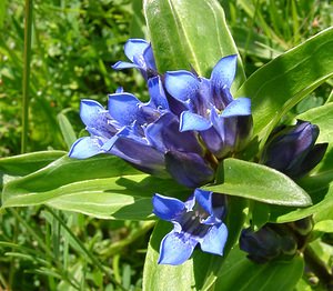 Gentiana cruciata (Gentianaceae)  - Gentiane croisette, Gentiane en croix - Cross Gentian Savoie [France] 30/07/2002 - 2390m