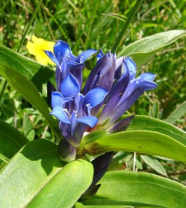 Gentiana cruciata (Gentianaceae)  - Gentiane croisette, Gentiane en croix - Cross Gentian Savoie [France] 30/07/2002 - 2390m