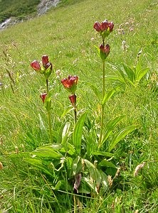 Gentiana purpurea (Gentianaceae)  - Gentiane pourpre Savoie [France] 28/07/2002 - 2020m