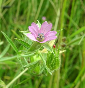 Geranium dissectum (Geraniaceae)  - Géranium découpé, Géranium à feuilles découpées - Cut-leaved Crane's-bill Seine-Maritime [France] 08/07/2002 - 130m