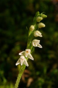 Goodyera repens (Orchidaceae)  - Goodyère rampante - Creeping Lady's-tresses [Goodyera repens] Savoie [France] 30/07/2002 - 2390m