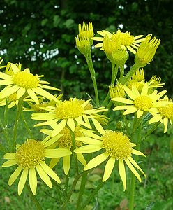 Jacobaea vulgaris (Asteraceae)  - Jacobée commune, Séneçon jacobée, Herbe de Saint-Jacques - Common Ragwort Seine-Maritime [France] 08/07/2002 - 130m