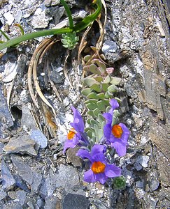 Linaria alpina (Plantaginaceae)  - Linaire des Alpes Haute-Savoie [France] 28/07/2002 - 2660m