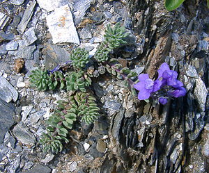Linaria alpina (Plantaginaceae)  - Linaire des Alpes Haute-Savoie [France] 28/07/2002 - 2660mici la forme enti?rement bleue (sans tache jaune orang?) survenant en particulier sur les terrains siliceux