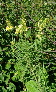 Linaria vulgaris (Plantaginaceae)  - Linaire commune - Common Toadflax Jura [France] 23/07/2002 - 770m