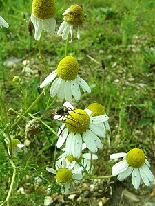 Matricaria chamomilla (Asteraceae)  - Matricaire camomille, Camomille sauvage, Matricaire déchirée - Scented Mayweed Seine-Maritime [France] 08/07/2002 - 130m