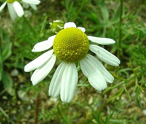 Matricaria chamomilla (Asteraceae)  - Matricaire camomille, Camomille sauvage, Matricaire déchirée - Scented Mayweed Seine-Maritime [France] 08/07/2002 - 130m