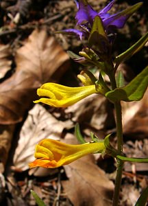 Melampyrum catalaunicum (Orobanchaceae)  - Mélampyre de Catalogne, Mélampyre du Pays de Vaud Savoie [France] 27/07/2002 - 1000m