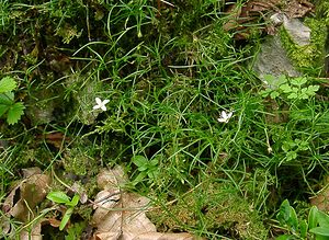 Moehringia muscosa (Caryophyllaceae)  - Moehringie mousse, Sabline fausse mousse Ain [France] 25/07/2002 - 550m