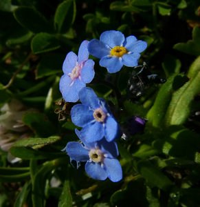 Myosotis alpestris (Boraginaceae)  - Myosotis alpestre, Myosotis des Alpes - Alpine Forget-me-not Haute-Savoie [France] 28/07/2002 - 2660m