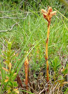 Orobanche gracilis (Orobanchaceae)  - Orobanche grêle, Orobanche à odeur de girofle, Orobanche sanglante Ain [France] 25/07/2002 - 550m