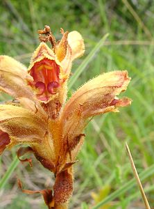 Orobanche gracilis (Orobanchaceae)  - Orobanche grêle, Orobanche à odeur de girofle, Orobanche sanglante Ain [France] 25/07/2002 - 550m