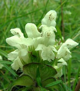 Prunella laciniata (Lamiaceae)  - Brunelle laciniée, Brunelle blanche - Cut-leaved Selfheal Dinant [Belgique] 06/07/2002 - 230m