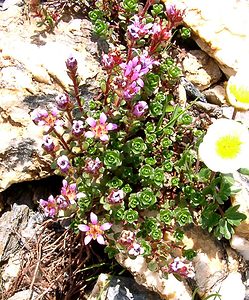 Saxifraga biflora (Saxifragaceae)  - Saxifrage à deux fleurs, Saxifrage à fleurs par deux Haute-Savoie [France] 28/07/2002 - 2660m