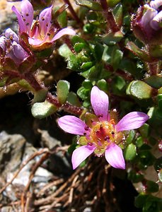 Saxifraga biflora (Saxifragaceae)  - Saxifrage à deux fleurs, Saxifrage à fleurs par deux Haute-Savoie [France] 28/07/2002 - 2660m