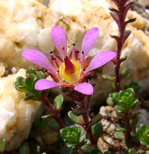 Saxifraga biflora (Saxifragaceae)  - Saxifrage à deux fleurs, Saxifrage à fleurs par deux Haute-Savoie [France] 28/07/2002 - 2660mmal nomm?, ce saxifrage a le plus souvent des fleurs solitaires...