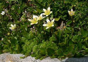 Saxifraga bryoides (Saxifragaceae)  - Saxifrage faux bryum, Saxifrage d'Auvergne Haute-Savoie [France] 28/07/2002 - 2660m