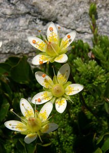 Saxifraga bryoides (Saxifragaceae)  - Saxifrage faux bryum, Saxifrage d'Auvergne Haute-Savoie [France] 28/07/2002 - 2660m