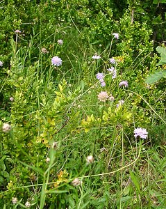 Scabiosa lucida (Caprifoliaceae)  - Scabieuse luisante Ain [France] 25/07/2002 - 550m