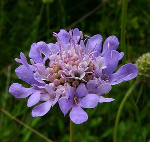 Scabiosa lucida (Caprifoliaceae)  - Scabieuse luisante Ain [France] 25/07/2002 - 550m