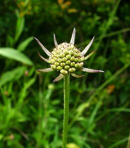 Scabiosa lucida (Caprifoliaceae)  - Scabieuse luisante Ain [France] 25/07/2002 - 550m