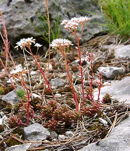 Sedum album (Crassulaceae)  - Orpin blanc - White Stonecrop Ain [France] 25/07/2002 - 550m