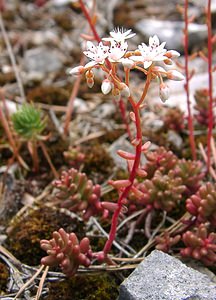 Sedum album (Crassulaceae)  - Orpin blanc - White Stonecrop Ain [France] 25/07/2002 - 550m