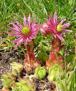 Sempervivum montanum (Crassulaceae)  - Joubarbe des montagnes - Mountain House-leek Savoie [France] 28/07/2002 - 2020m