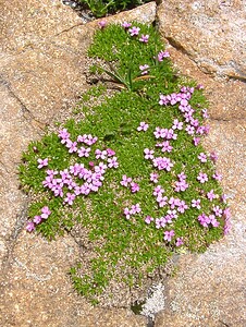 Silene acaulis subsp. acaulis (Caryophyllaceae)  - Silène acaule Haute-Savoie [France] 28/07/2002 - 2660m