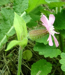 Silene dioica (Caryophyllaceae)  - Silène dioïque, Compagnon rouge - Red Campion Seine-Maritime [France] 08/07/2002 - 30m