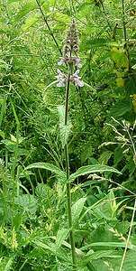 Stachys palustris (Lamiaceae)  - Épiaire des marais, Ortie bourbière - Marsh Woundwort Seine-Maritime [France] 08/07/2002 - 130m