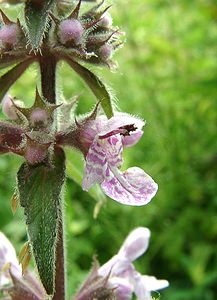 Stachys palustris (Lamiaceae)  - Épiaire des marais, Ortie bourbière - Marsh Woundwort Seine-Maritime [France] 08/07/2002 - 130m