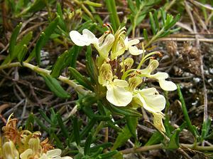 Teucrium montanum (Lamiaceae)  - Germandrée des montagnes Ain [France] 25/07/2002 - 550m
